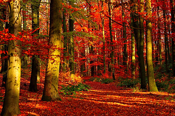 Autumn forest, fall, trees, autumn, beautiful, forest, foliage HD wallpaper