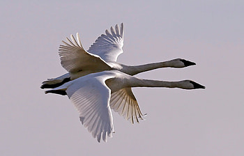 Trumpeter, Swans HD wallpaper