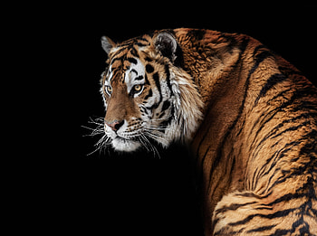 Tiger, animal, black, tigru, amur HD wallpaper
