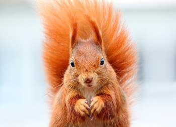 Animals, Squirrel, Muzzle, Animal, Fluffy Tail HD wallpaper