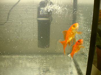 my gold fish, fish, my, gold, nice HD wallpaper