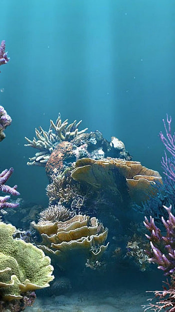 Reef , Top backgrounds, Nature, Underwater HD phone wallpaper