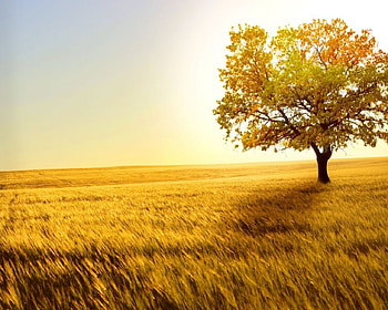 field, grass, sun, tree HD wallpaper