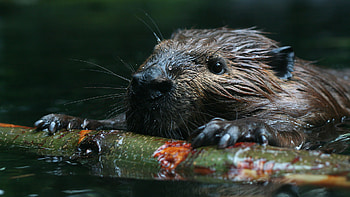 Beaver, Only beaver species in China HD wallpaper