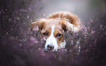 Dog, cute, animal, graphy HD wallpaper