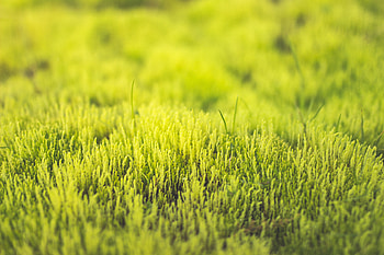 Nature, Grass, Close-Up HD wallpaper