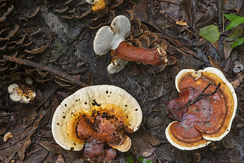 Golden Reishi, Ganoderma curtisii, College station texas HD wallpaper