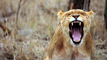 Lioness Predator, lion, animals, forest, king, predator HD wallpaper