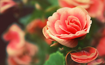 Flowers, Drops, Macro, Rose Flower, Rose, Petals HD wallpaper