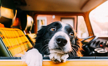 Dog, graphy, car, cute, snout HD wallpaper