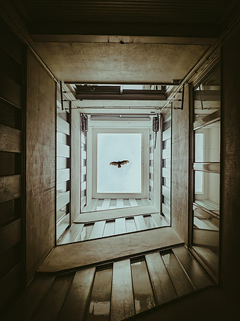 Sky, Building, Miscellanea, Miscellaneous, Bird, Wings, Bottom View HD phone wallpaper