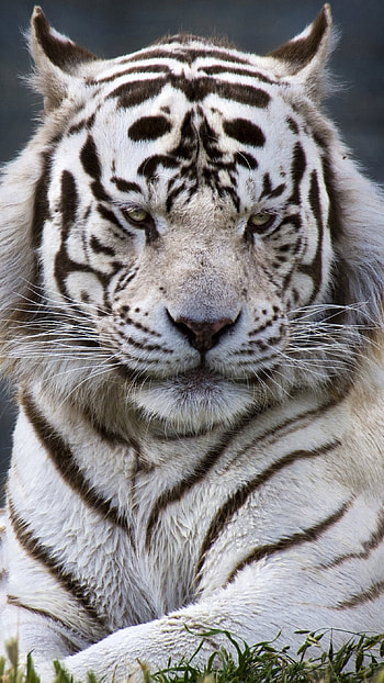 Tiger , White Tiger, Wild Animal HD phone wallpaper
