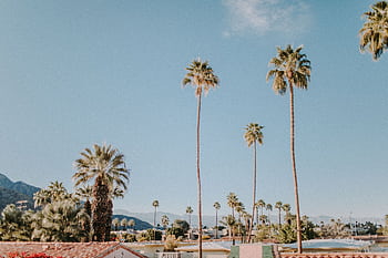 que view of Palm Springs featuring tall palm trees under a clear blue sky. HD wallpaper