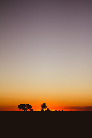 Nature, Trees, Sunset, Twilight, Horizon, Dark, Dusk HD phone wallpaper