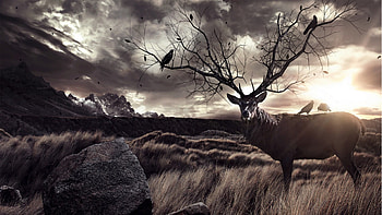 Deer | Best HD wallpaper