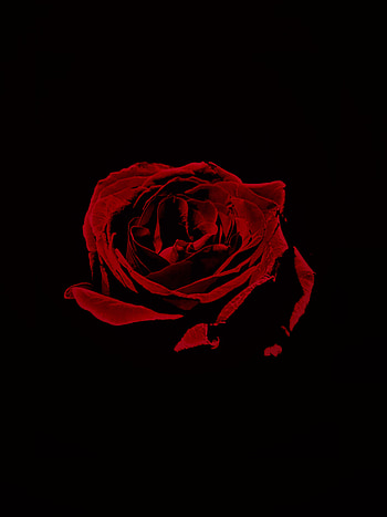 Red rose, portrait HD phone wallpaper