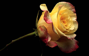 Plants, Flowers, Roses HD wallpaper