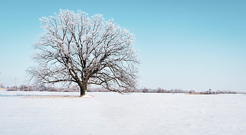 Winter, Nature, Sky, Snow, Horizon, Wood, Tree, Snow Covered, Snowbound HD wallpaper