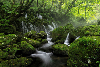 Water Steam Fog Greenery , forest, green, nature HD wallpaper
