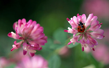 Ladybug, pink, nature, flowers HD wallpaper