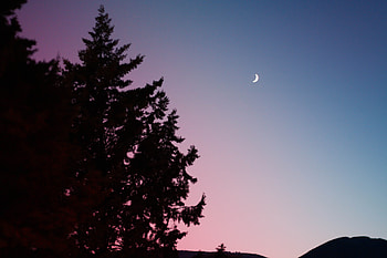 Nature, Trees, Sky, Fir, Spruce HD wallpaper