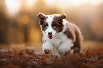 :), dog, brown, puppy, white, running, australian shepherd, cute, caine HD wallpaper