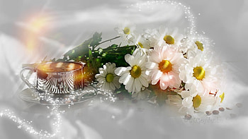 Dayses In Stile, romantic, white, flowers, dayses HD wallpaper