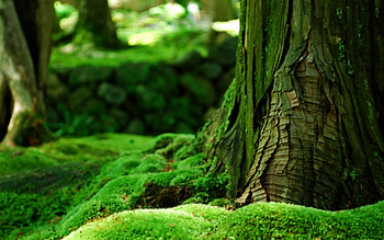 Beautiful green, beautiful, nature, amazing, green HD wallpaper