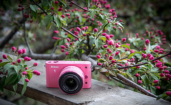 Pretty in Pink, wooden, nikon, spring, pink, spring time, camera, nature, flowers, splendor HD wallpaper