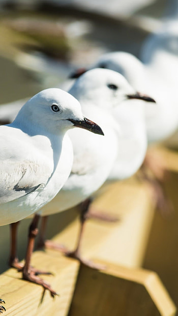 Animal, Seagull, Nature, Wildlife HD phone wallpaper