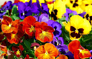 Flowers, Pansies, Bright, Multicolored HD wallpaper