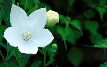 Flowers, Flower, Bud, Greens, Spring, Stamen HD wallpaper