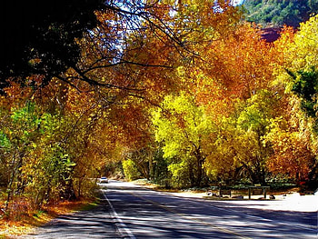 Autumn Canopy, trees, autumn, colors, canopy HD wallpaper