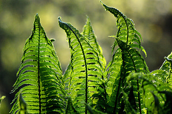 Leaves, fern, spring, close up HD wallpaper