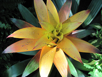 The pyramids display gardens 21, Yellow, graphy, Bromeliads, green, Flowers, garden HD wallpaper