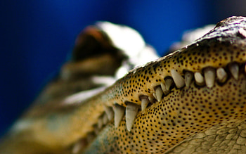 Alligator, crock HD wallpaper