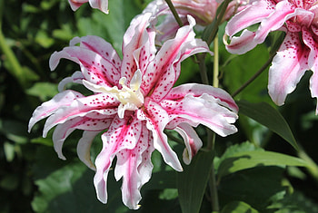 *** Lilies ***, pink, flower, nature, flowers, lilies HD wallpaper