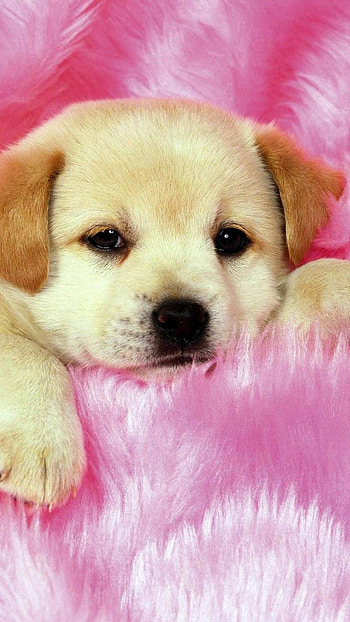 Baby puppy , Cute and cuddly, Adorable, Playful HD phone wallpaper