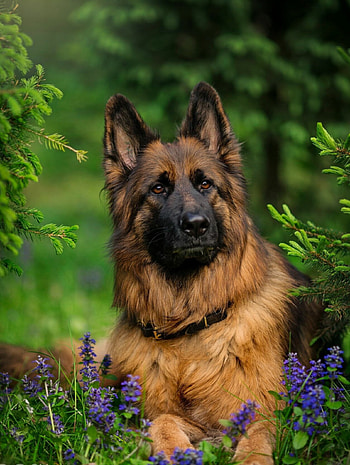 German Shepherd, Iconic German breed, Captivating graphy, Majestic guardian HD phone wallpaper
