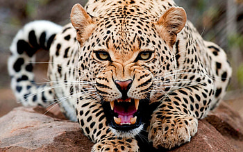 Animals, Leopards HD wallpaper