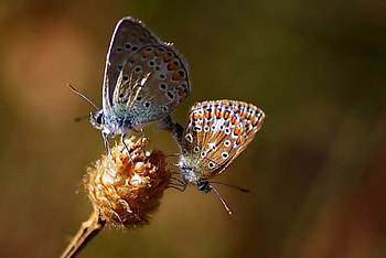 Love my tenderly, softness, graphy, , insects, meadow, spring, nutterfly, summer, abstract, animals, field, love, close-up, nature, macro HD wallpaper