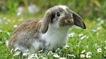 Bunny , delight, Animal cuteness, charm HD wallpaper