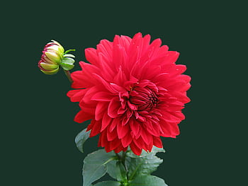A stunning red dahlia in full bloom with green foliage, captured against a dark background. HD wallpaper