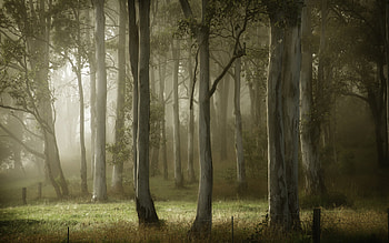 Landscape, Trees HD wallpaper