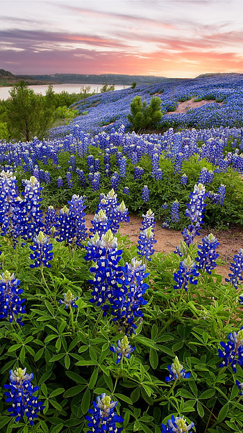 Dazzling sunrise at Muleshoe Bend, Majestic bluebonnets, Texas landscape, Windows spotlight HD phone wallpaper