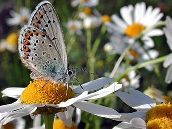 Butterflies, Flowers, Insects HD wallpaper