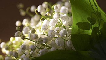 Lily Of The Valley, Plant, Macro, Petals HD wallpaper