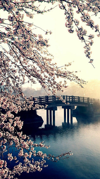 Spring, Background , Blooming flowers, Scenic beauty HD phone wallpaper