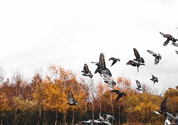 Animals, Pigeons, Bird, Flight, Flock HD wallpaper