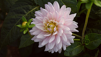 Pink Dahlia, nature, Flower, Pink, Dahlia HD wallpaper